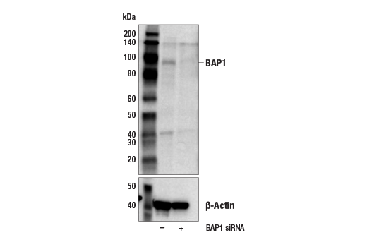Western Blotting Image 2: BAP1 (D1W9B) Rabbit Monoclonal Antibody