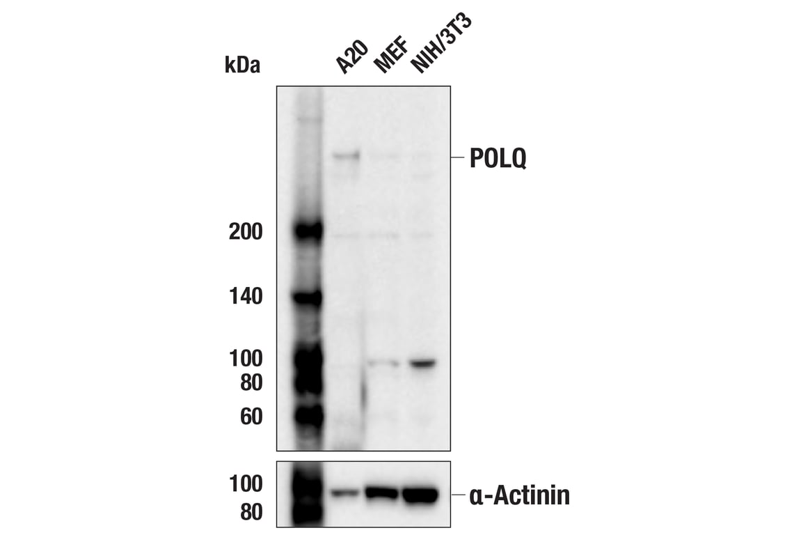 Western Blotting Image 2: DNA Polymerase theta (POLQ) (153-5-1) Mouse Monoclonal Antibody