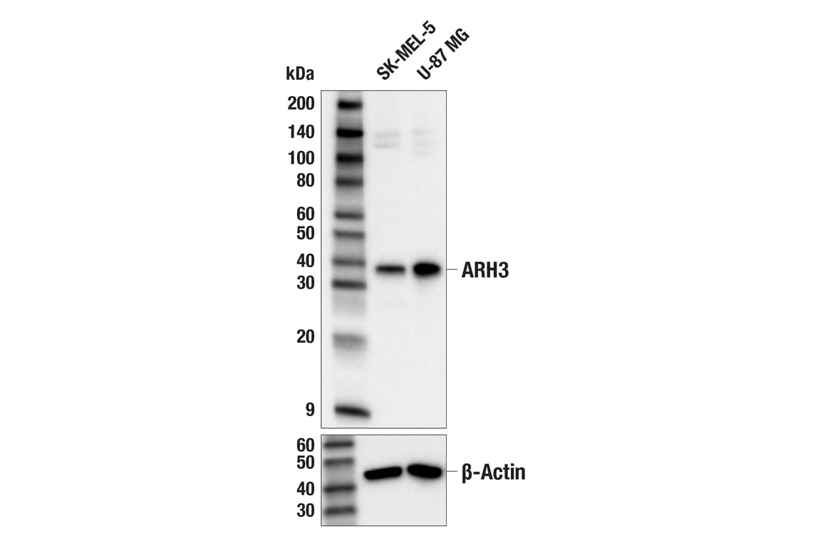 Western Blotting Image 1: ARH3 (E8A6G) Rabbit mAb