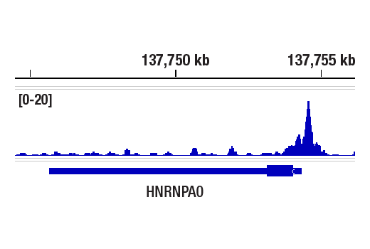 CUT & RUN Image 1: p300 (E8S2V) Rabbit Monoclonal Antibody