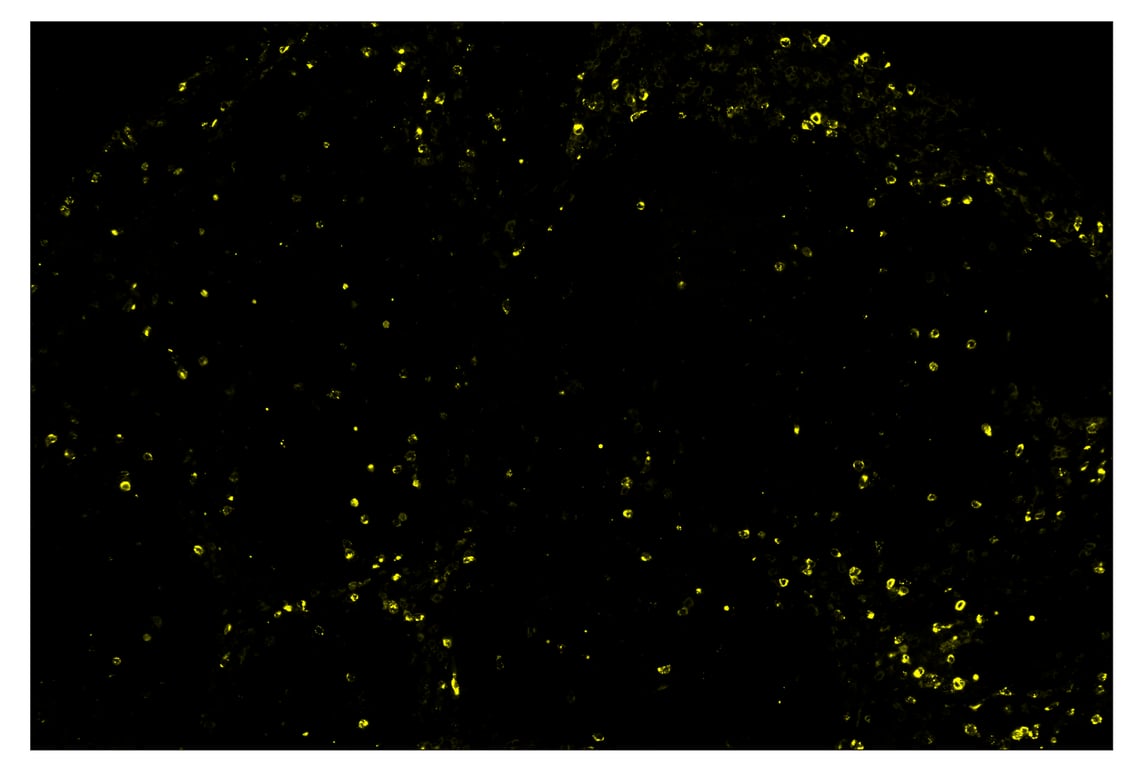 Immunohistochemistry Image 3: Granzyme B (D6E9W) & CO-0009-647 SignalStar<sup>™</sup> Oligo-Antibody Pair