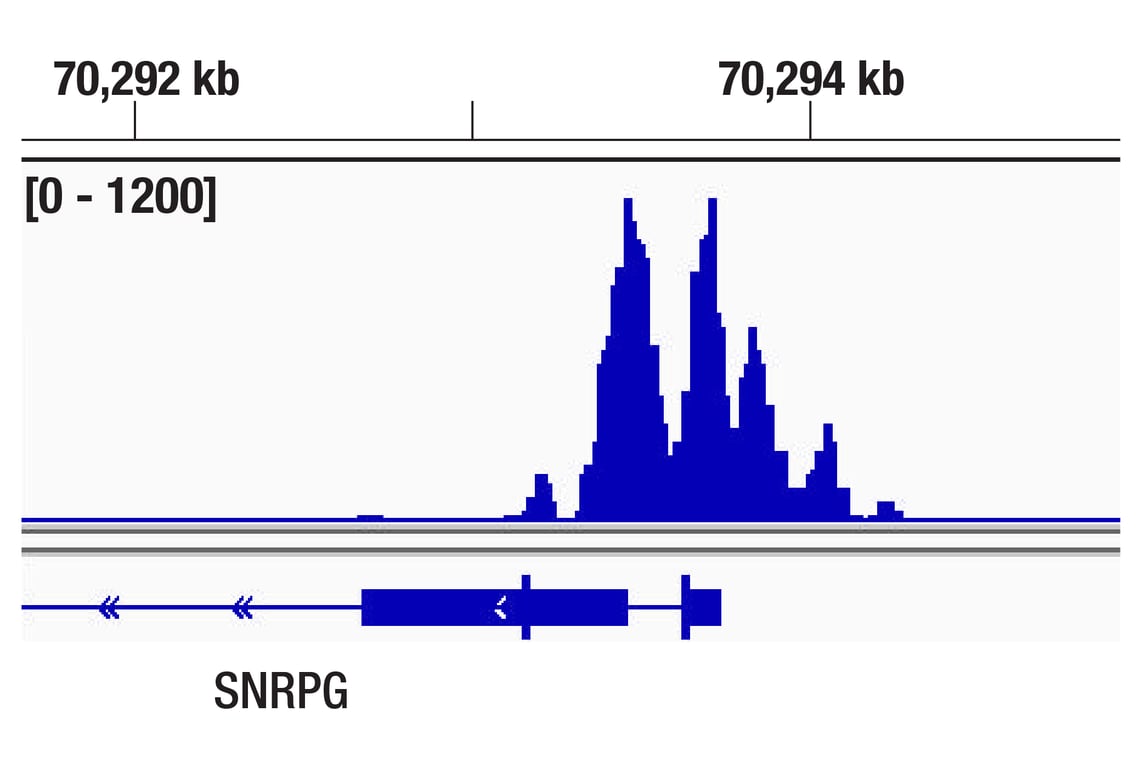 CUT & Tag Image 1: Brn2/POU3F2 (D2C1L) Rabbit Monoclonal Antibody