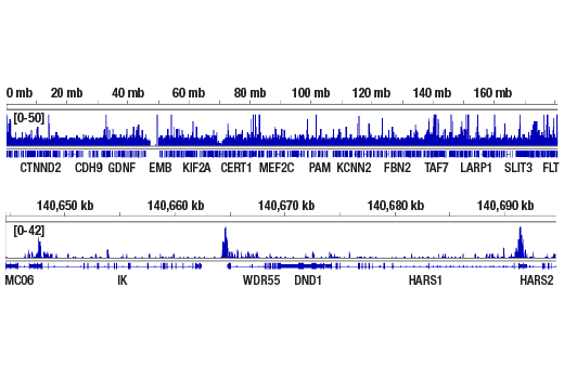 CUT & RUN Image 1: AhR (D5S6H) Rabbit Monoclonal Antibody