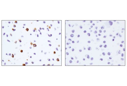 ファイアデビル　ワンドロップ×MFD Lentiviral particles for fluorescent whole-cell labeling
