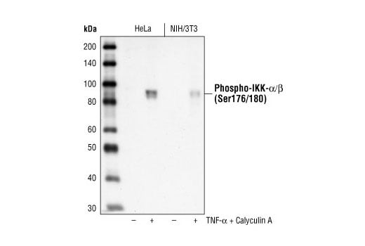 Western Blotting Image 3: Phospho-IKK alpha/beta (Ser176/180) (16A6) Rabbit Monoclonal Antibody (BSA and Azide Free)