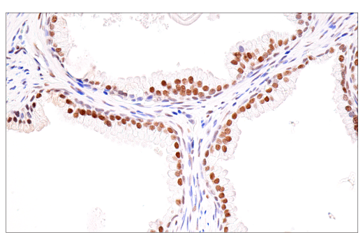 Immunohistochemistry Image 9: SirT1 (1F3) Mouse Monoclonal Antibody (BSA and Azide Free)