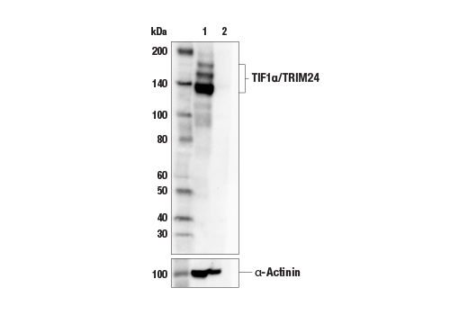 Western Blotting Image 2: TIF1α/TRIM24 (E9T3N) Rabbit mAb