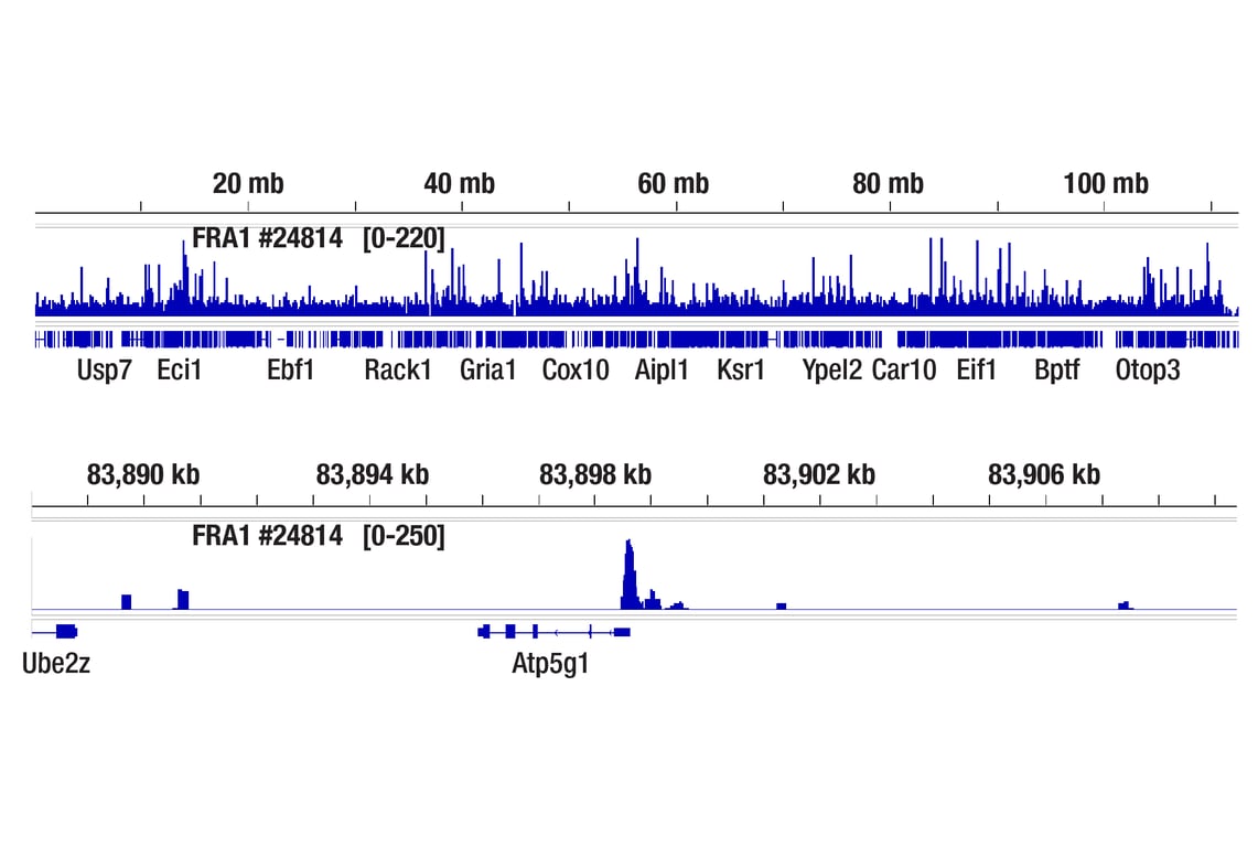 CUT & RUN Image 2: FRA1 (F2C9L) Rabbit Monoclonal Antibody