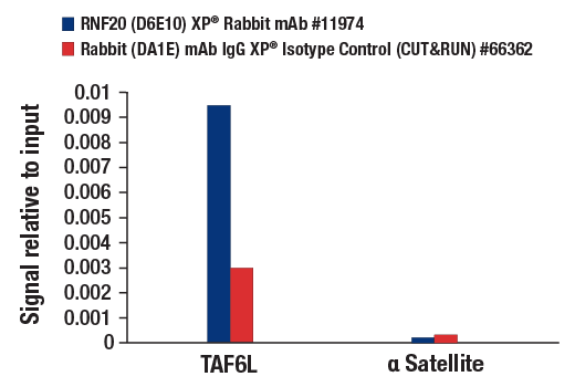 CUT & RUN Image 3: RNF20 (D6E10) XP<sup>®</sup> Rabbit mAb