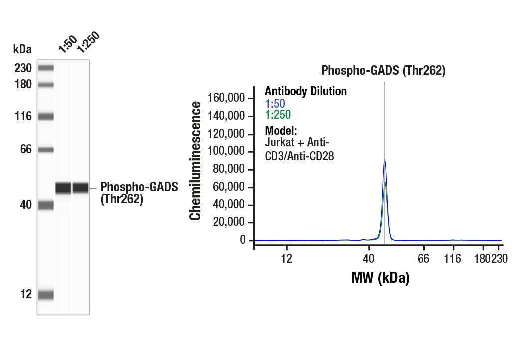 Western Blotting Image 1: Phospho-GADS (Thr262) (E8L3B) Rabbit Monoclonal Antibody