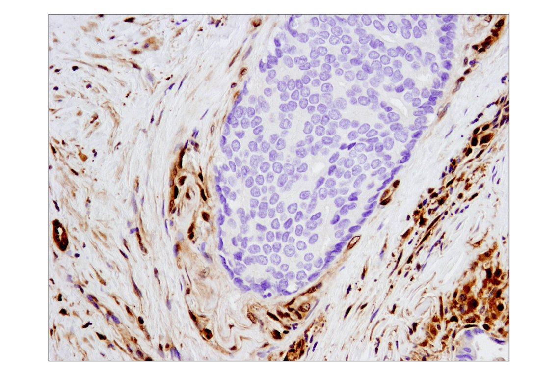 undefined Image 36: Stat Antibody Sampler Kit II