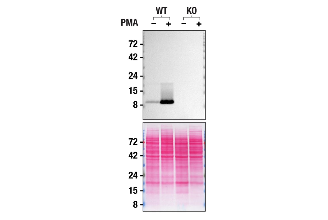 Western Blotting Image 2: FcR gamma Antibody