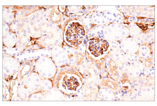 Immunohistochemistry Image 2: ApoE (E7X2A) Rabbit Monoclonal Antibody