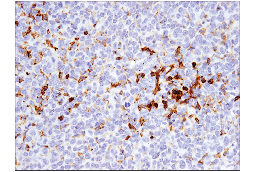 Immunohistochemistry Image 1: Fc-gamma RIIB (D8F9C) Rabbit Monoclonal Antibody (BSA and Azide Free)