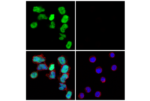 Immunofluorescence Image 1: TCF1/TCF7 (E6O1K) Rabbit Monoclonal Antibody (Alexa Fluor<sup>®</sup> 488 Conjugate)