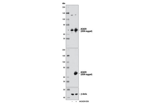 Western Blotting Image 2: ACAD9 Antibody
