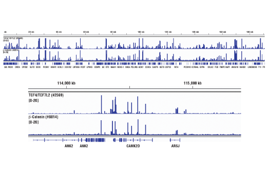 Chromatin Immunoprecipitation Image 2: TCF4/TCF7L2 (C48H11) Rabbit Monoclonal Antibody