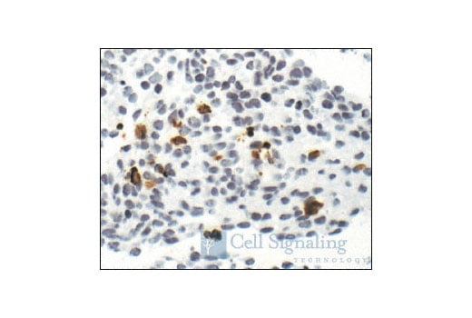 undefined Image 49: Stress and Apoptosis Antibody Sampler Kit