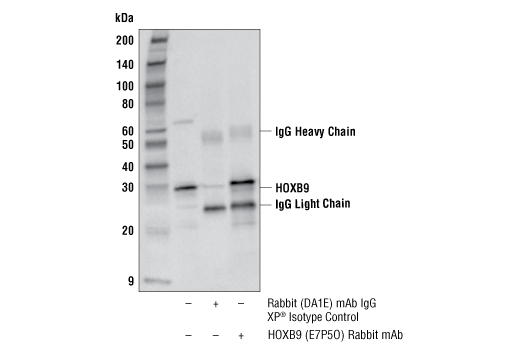 Immunoprecipitation Image 1: HOXB9 (E7P5O) Rabbit Monoclonal Antibody
