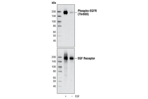 Western Blotting Image 1: Phospho-EGF Receptor (Thr669) Antibody