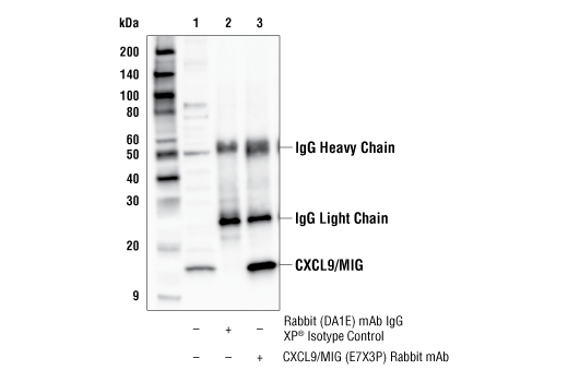 Immunoprecipitation Image 1: CXCL9/MIG (E7X3P) Rabbit Monoclonal Antibody