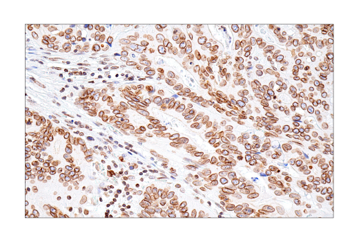 Immunohistochemistry Image 3: Lamin B1 (E6M5T) Rabbit Monoclonal Antibody