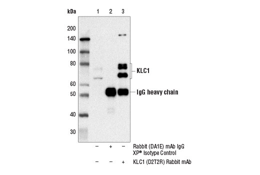 Immunoprecipitation Image 1: KLC1 (D2T2R) Rabbit Monoclonal Antibody