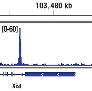 Chromatin Immunoprecipitation Image 1: Nanog (D2A3) Rabbit Monoclonal Antibody