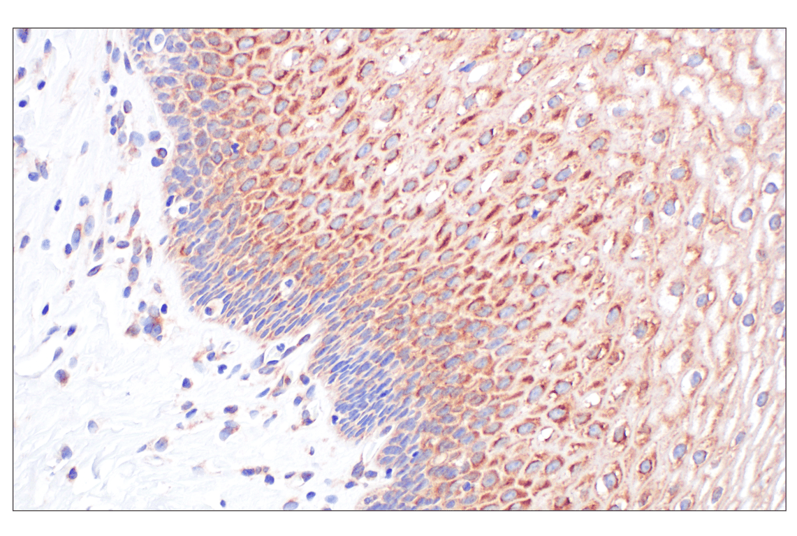Immunohistochemistry Image 3: PABP1 (F6G6L) Rabbit Monoclonal Antibody