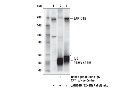 Immunoprecipitation Image 1: JARID1B (E2X6N) Rabbit Monoclonal Antibody