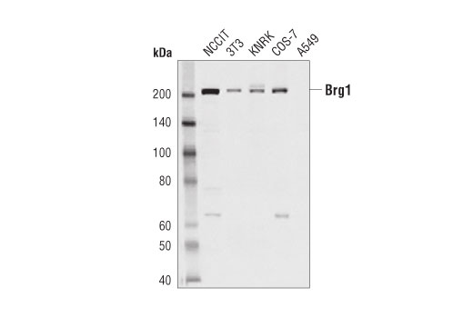 Western Blotting Image 1: Brg1 (D1Q7F) Rabbit mAb