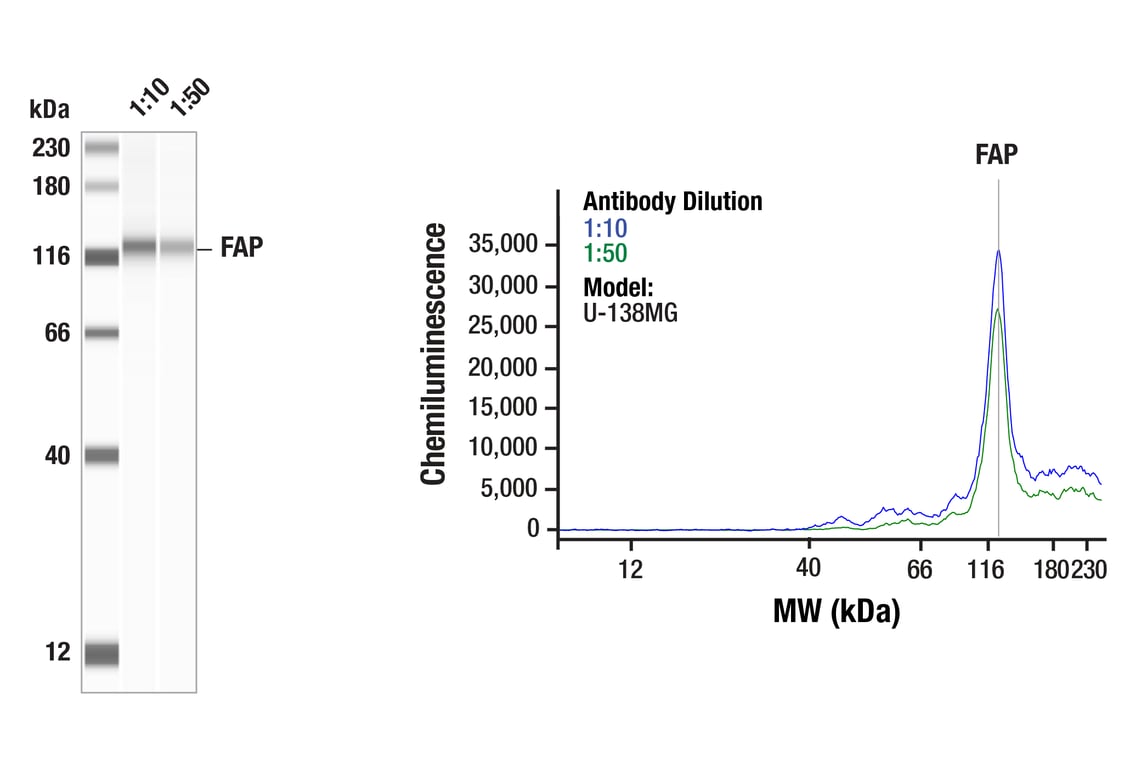 Western Blotting Image 1: FAP (F1A4G) Rabbit Monoclonal Antibody