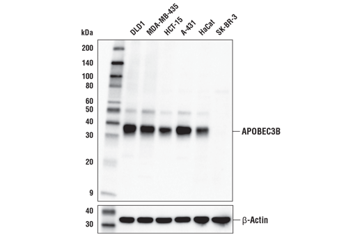 Western Blotting Image 1: APOBEC3B (E9A2G) Rabbit mAb