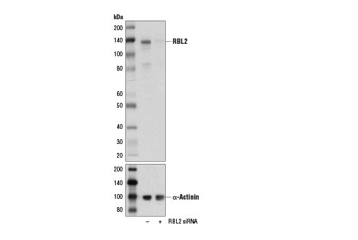 Western Blotting Image 2: RBL2 (D9T7M) Rabbit Monoclonal Antibody