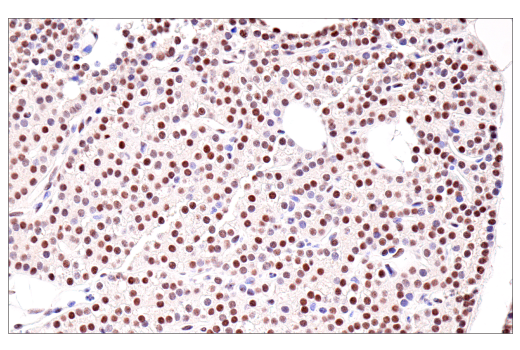 Immunohistochemistry Image 3: SirT1 (1F3) Mouse Monoclonal Antibody