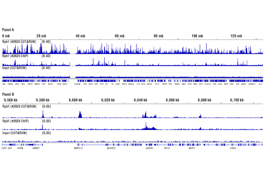 CUT & RUN Image 2: Digitonin Solution