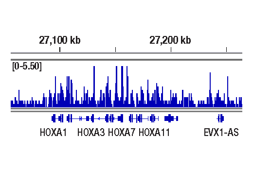 undefined Image 2: SET1/COMPASS Antibody Sampler Kit