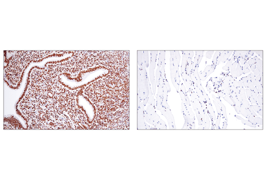 Immunohistochemistry Image 2: PTBP1 (E5O2S) Rabbit Monoclonal Antibody