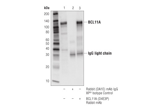 Immunoprecipitation Image 1: BCL11A (D4E3P) Rabbit Monoclonal Antibody