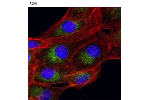 Immunofluorescence Image 1: DRP1 (D6C7) Rabbit Monoclonal Antibody (BSA and Azide Free)