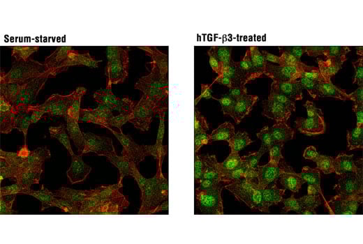Immunofluorescence Image 1: SMAD3 Antibody