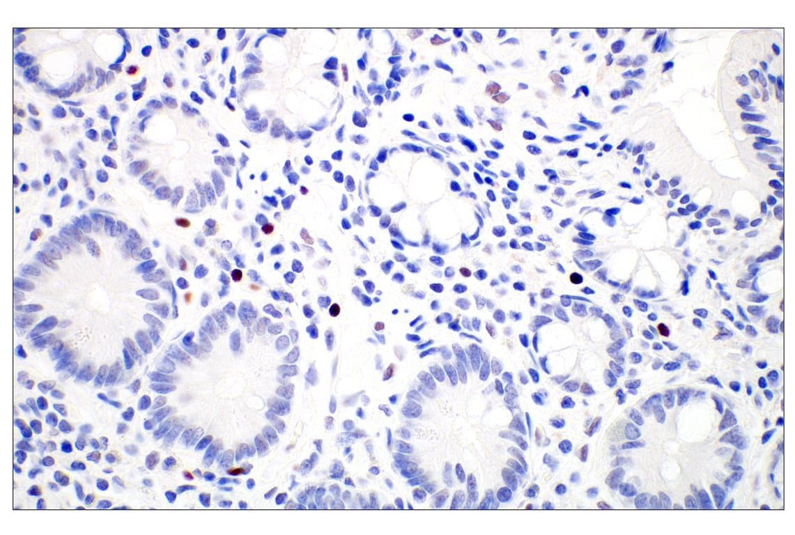 Immunohistochemistry Image 5: GATA-2 (E8B5C) Rabbit Monoclonal Antibody (BSA and Azide Free)