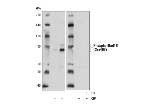 Western Blotting Image 2: Phospho-Rad18 (Ser403) (D2T6W) Rabbit Monoclonal Antibody