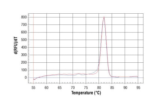 Chromatin Immunoprecipitation Image 1: SimpleChIP<sup>®</sup> Human AFM Intron 1 Primers