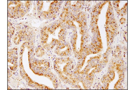 Immunohistochemistry Image 3: LAMTOR4/C7orf59 (D4P6O) Rabbit Monoclonal Antibody (BSA and Azide Free)