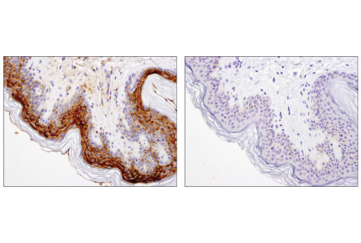 Immunohistochemistry Image 1: ApoE (pan) (D7I9N) Rabbit mAb (BSA and Azide Free)