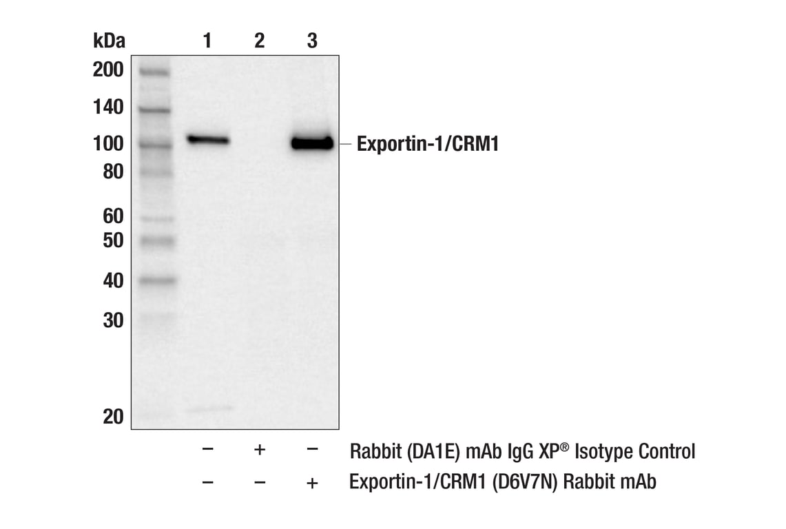 Immunoprecipitation Image 1: Exportin-1/CRM1 (D6V7N) Rabbit Monoclonal Antibody