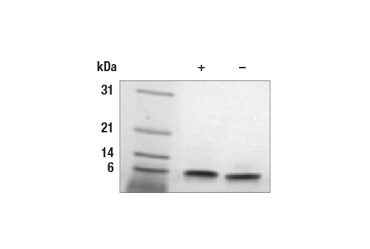 undefined Image 2: Human TGF-α Recombinant Protein