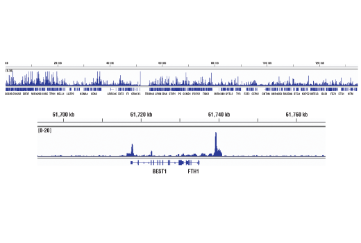 Chromatin Immunoprecipitation Image 2: MITF (D3B4T) Rabbit Monoclonal Antibody