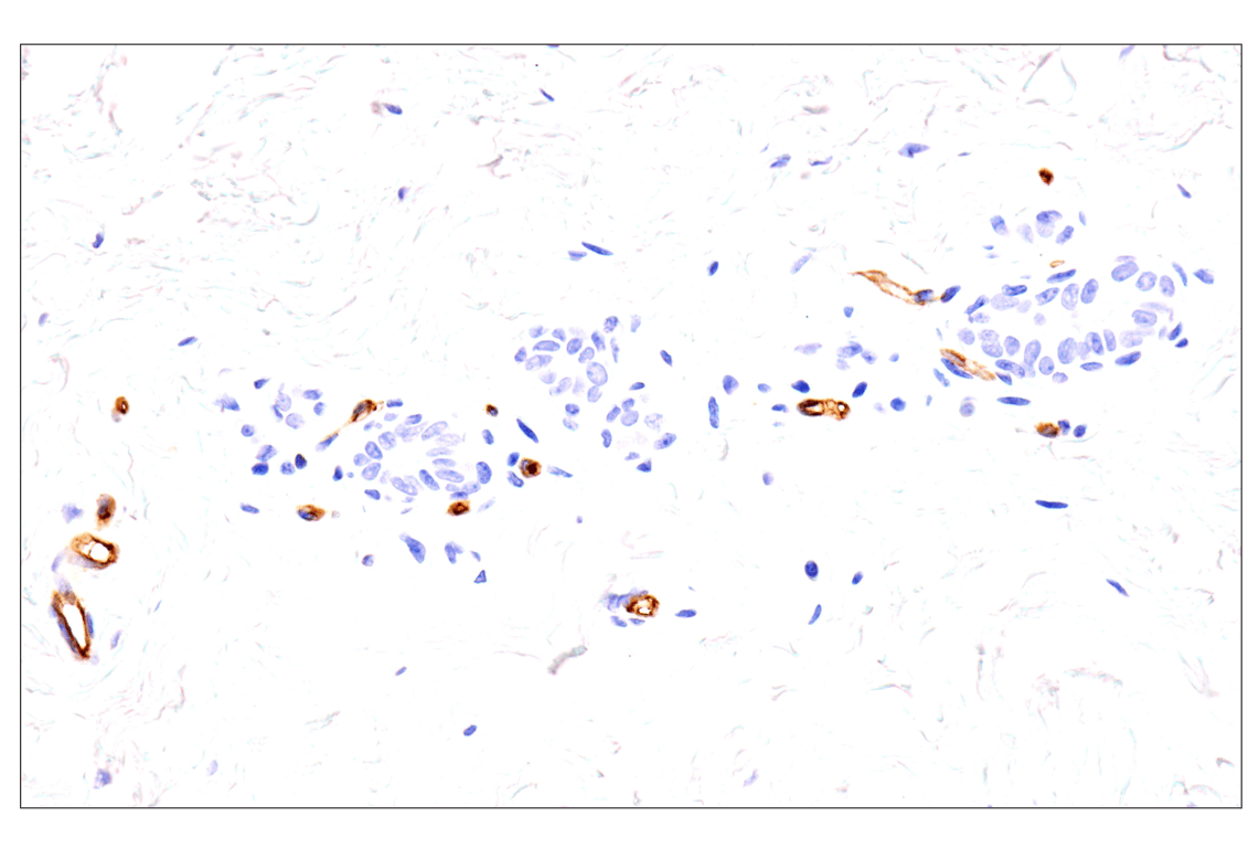 Immunohistochemistry Image 12: EMCN (E3Z4D) Rabbit Monoclonal Antibody (BSA and Azide Free)